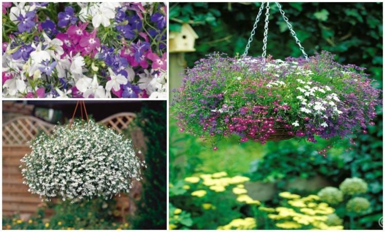 Hängepflanzen für Blumenampeln lobelia-lila-rosa-weiss-bluemchen-gartengestaltung