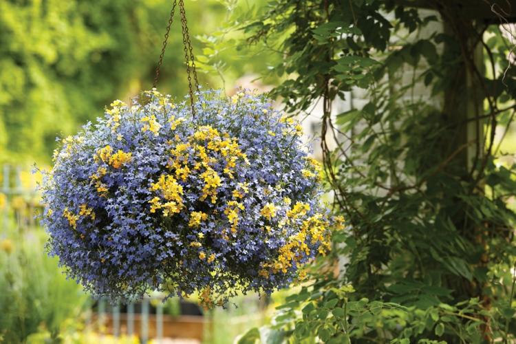 Hängepflanzen für Blumenampeln lobelien-gelb-lila-blueten