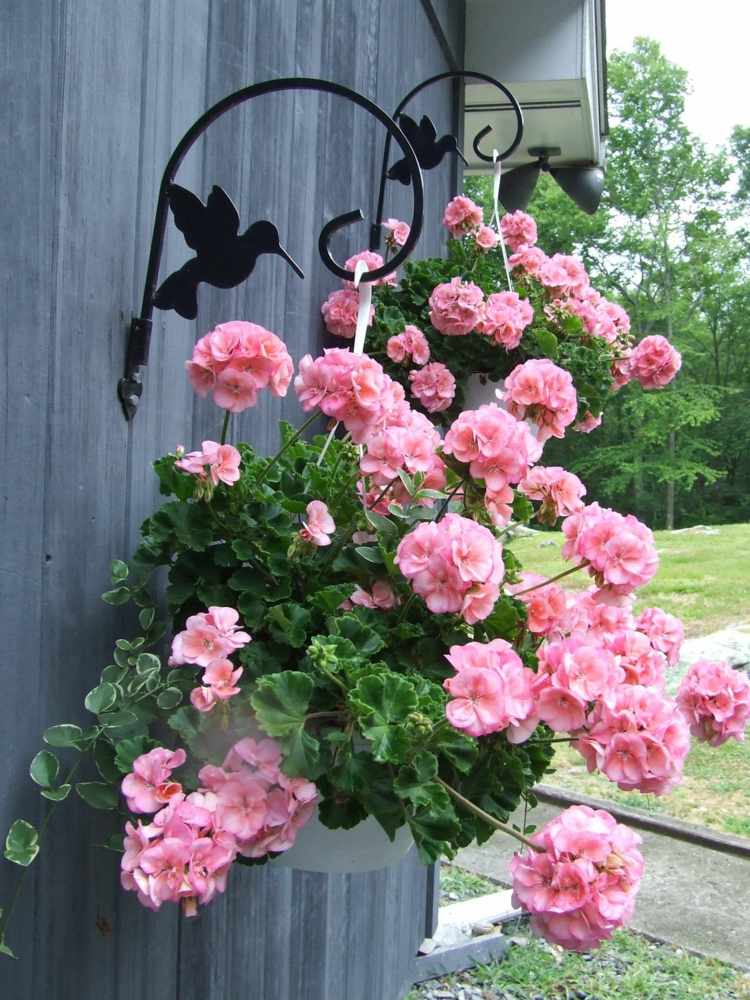 Hängepflanzen für Blumenampeln pelagronien-rosa-blueten-weiss-pflanzampel