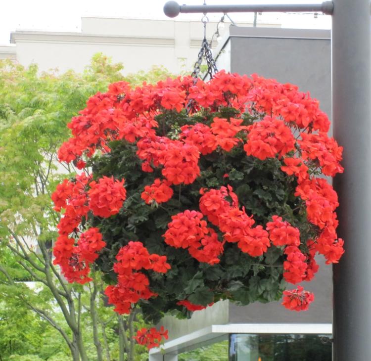 Hängepflanzen für Blumenampeln pelargonium-rot-gruen
