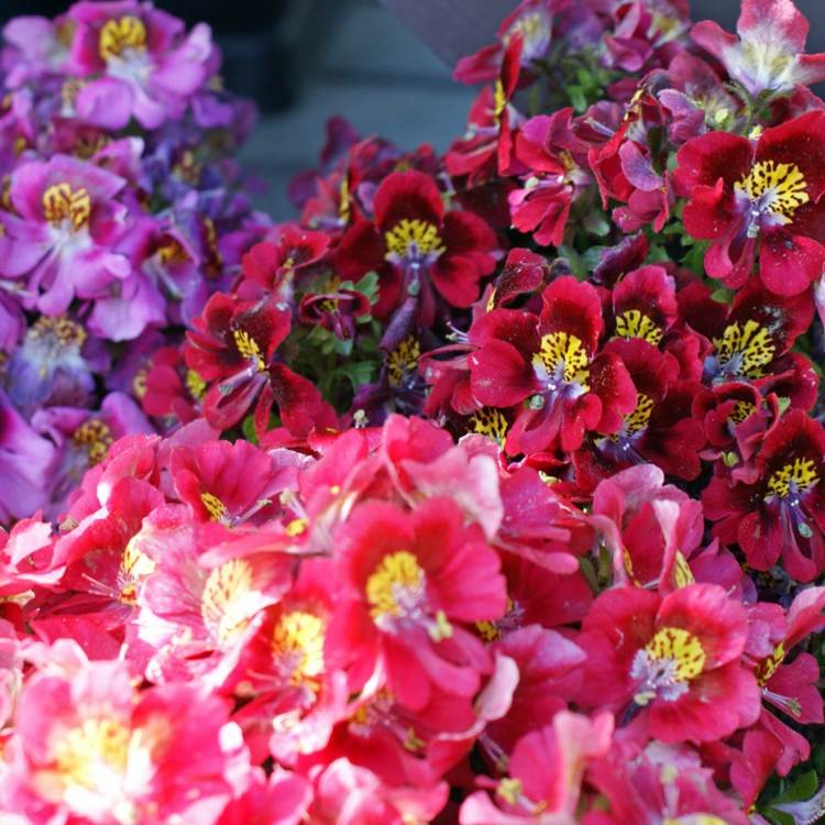 haengepflanzen-blumenampeln-schizanthus-spaltblumen-lila-rosarot-gleb-blueten