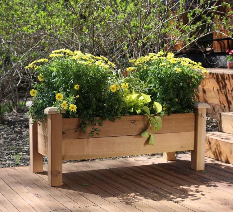 hochbeet-balkon-selber-bauen-bepflanzen-holz-margeriten-chrysantemen