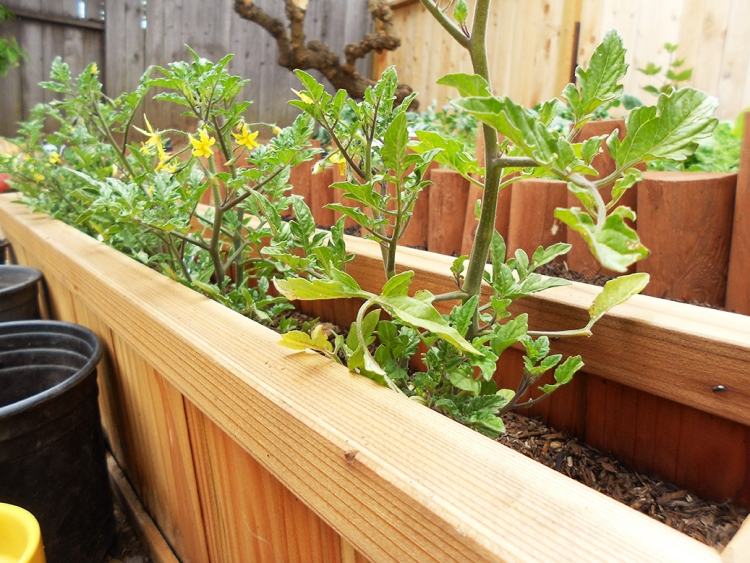 hochbeet-balkon-selber-bauen-holz-bepflanzen-tomaten-gemuese-zierpflanzen