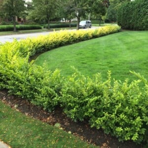 Schnellwachsende Hecke