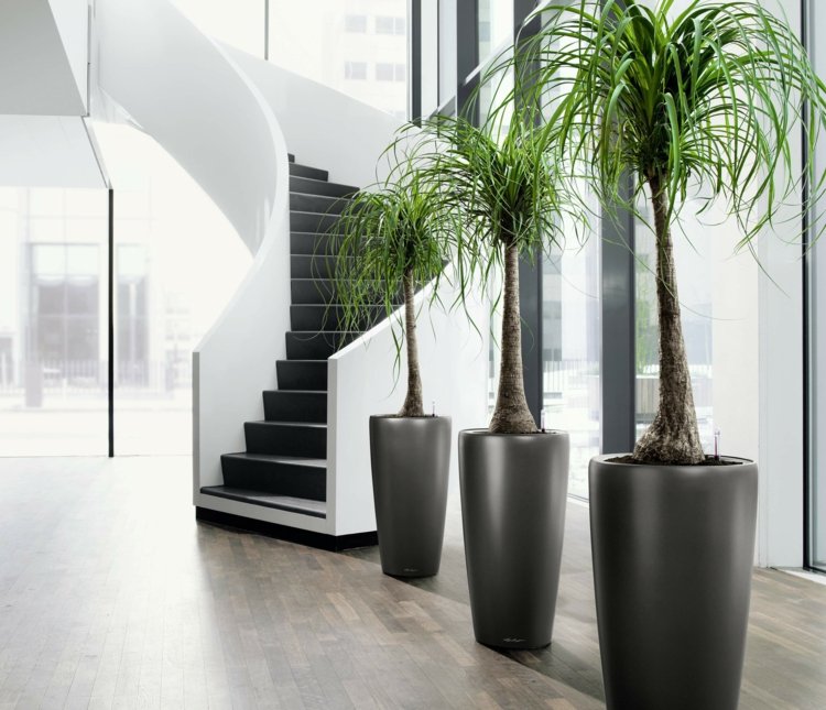 pflanzen-buero-palmen-pflanzkuebel-korridor-modern-treppe-laminat-grau