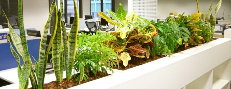 pflanzen im büro dunkel-raum-kunstlicht-bogenhanf-blumenkaesten