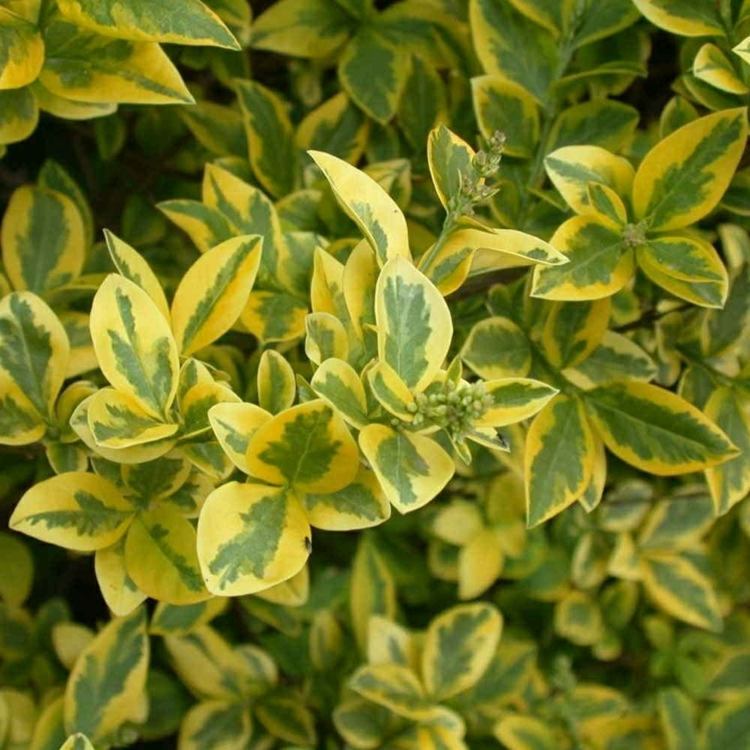 pflanzen-ligusterhecke-goldliguster-blaetter-gelb-gruen-muster-huebsch