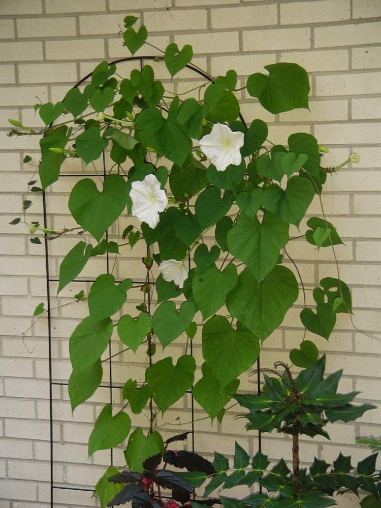 pflanzen-nachtduftende-ipomoea-kletterpflanze-attraktiv-pflege-tipps