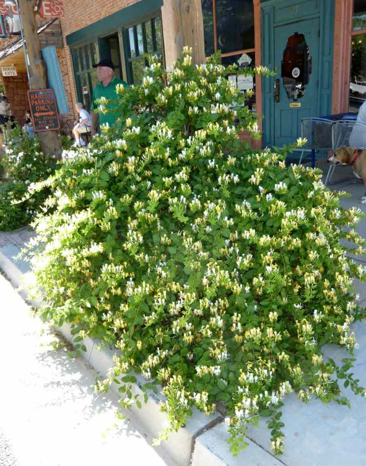 pflanzen-nachtduftende-japanisches-geissblatt-strauch-dekoration-outdoor