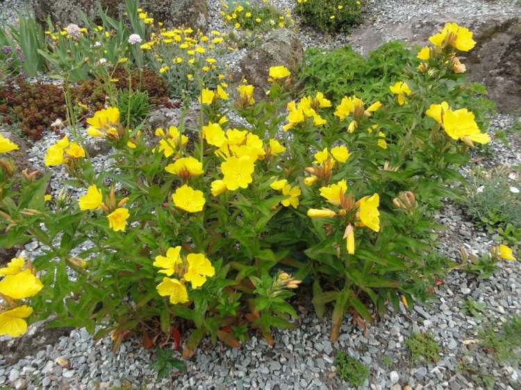 pflanzen-nachtduftende-nachtkerzen-niedrigwachsend-anspruchslos-gelb-kies