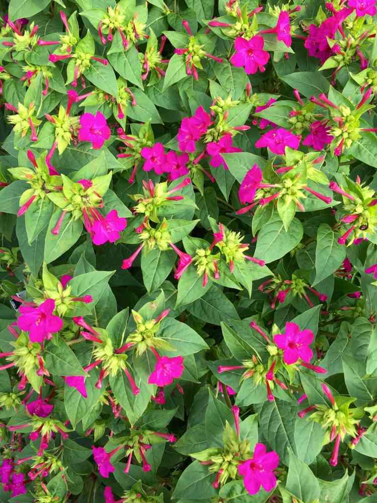 pflanzen-nachtduftende-wunderblume-pink-blueten-kletterpflanze-sichtschutz-natuerlich