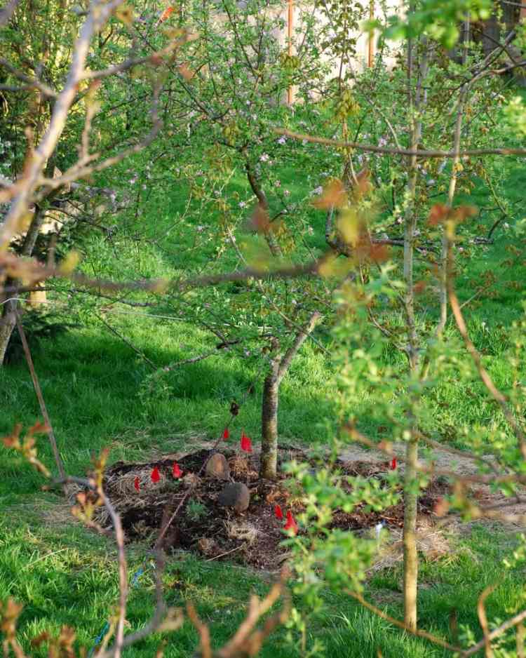 pflanzen-unter-obstbaumen-gartenarbeit-unterpflanzung-jung-apfel