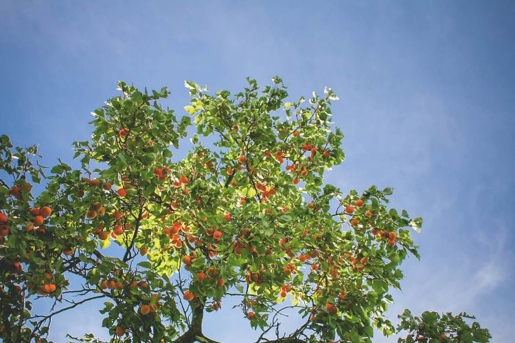 pflanzen-unter-obstbaumen-obstgarten-aprikose-baum-sonne-sommer