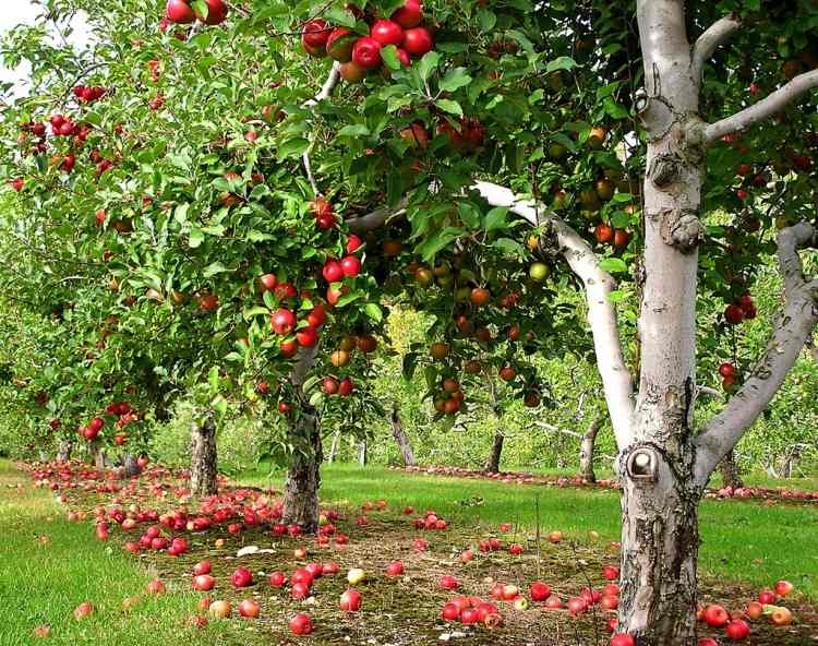pflanzen unter Obstbäumen -obstgarten-baeume-rote-fruechte-apfelbaum