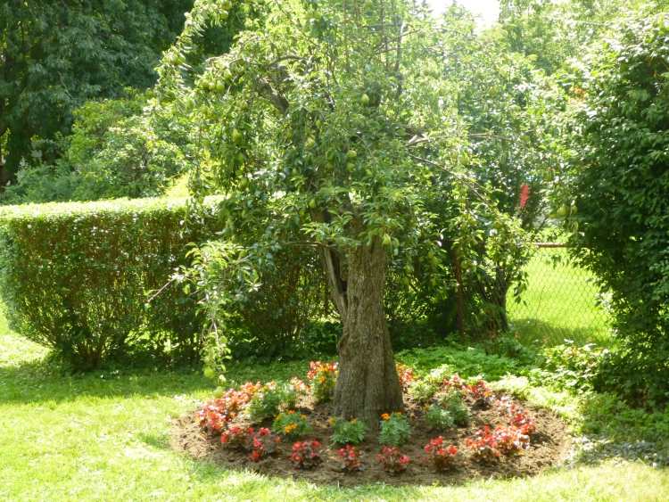 pflanzen-unter-obstbaumen-obstgarten-baumbeet-gartenarbeitbirne