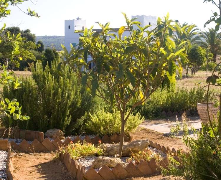 pflanzen unter Obstbäumen -obstgarten-mediterraner-garten-gestaltung-unterpflanzung