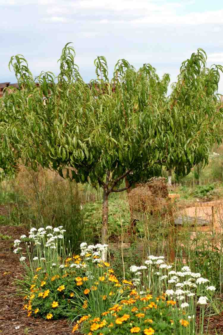 pflanzen-unter-obstbaumen-obstgarten-pflanzenarten-aprikose-ringelblume