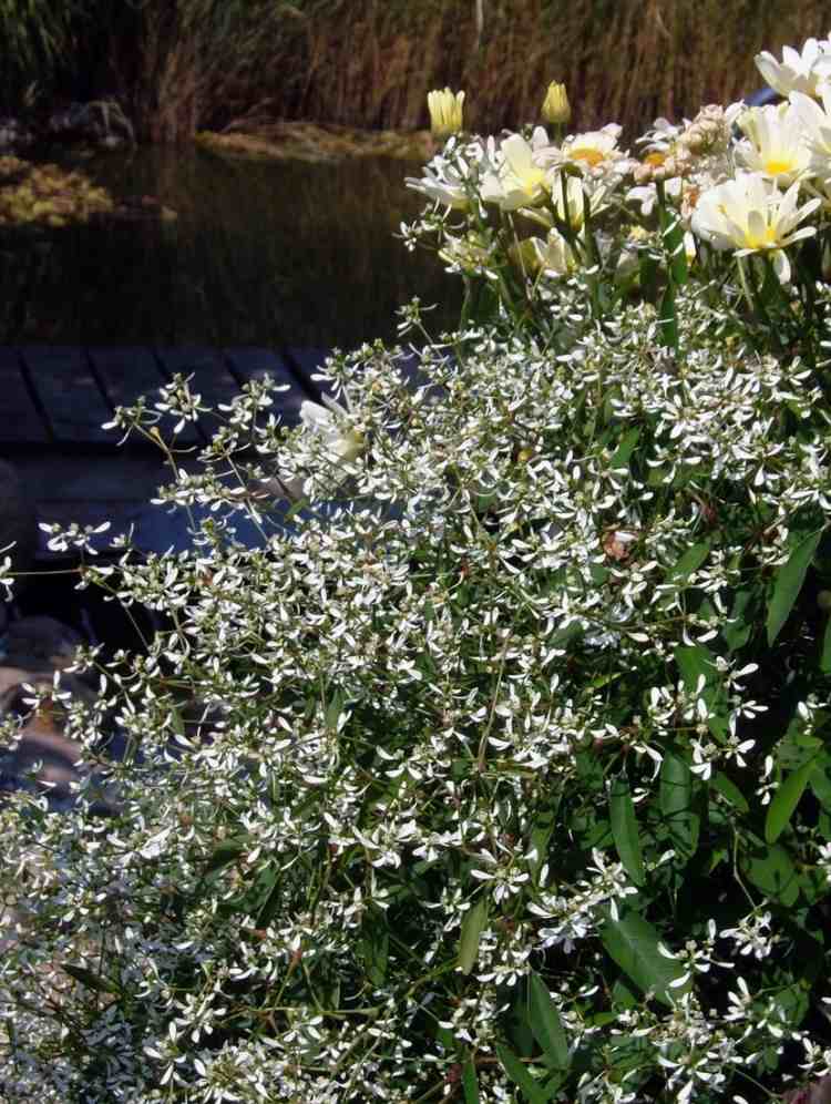 pflegeleichte-grabbepflanzung-herbst-weiss-zauberschnee-Euphorbia-Diamond