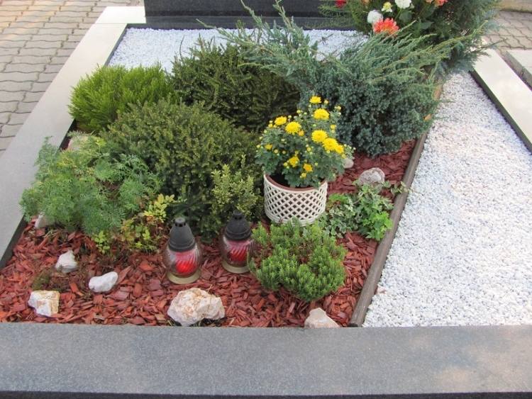 pflegeleichte-grabbepflanzung-mulch-immergruen-bodendecker-muehlenbeckie-chrysantemen-gelb