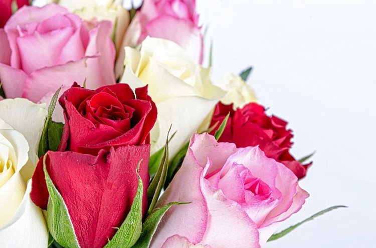 welche Blumen zum Valentinstag bedeutung-rosen-pink-rot-weiss