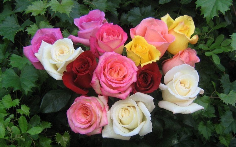 welche-blumen-valentinstag-bedeutung-rosen-verschiedene-farben