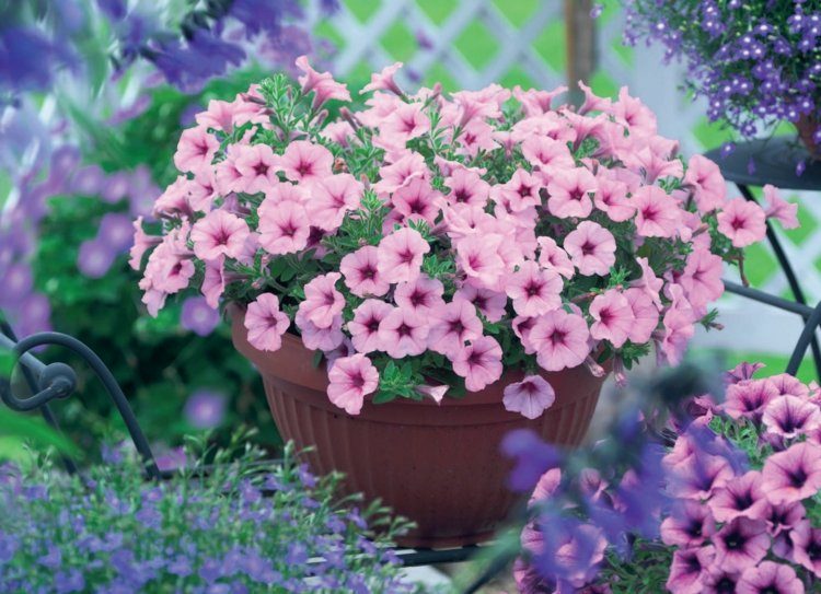 blumentoepfe-garten-bepflanzen-rosa-petunien-idee-romantisch-arrangement