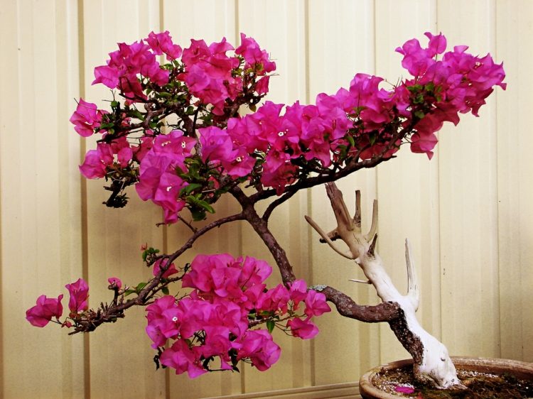 exotische-pflanzen-bougainvillea-drillingsblume-bonsai-baeumchen-rosa-blaetter