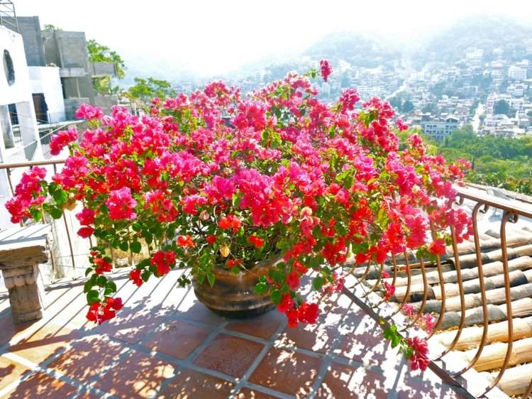 Exotische Pflanzen bougainvillea-drillingsblume-strauch-terracotta-topf-terasse-balkon