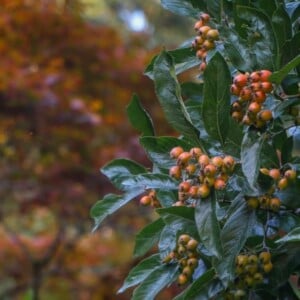 Gartengestaltung mit Beeren