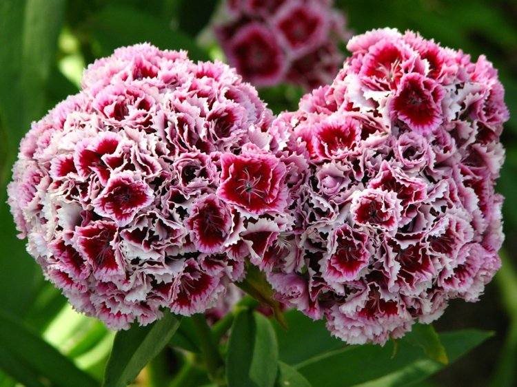 nelken-garten-pflanzen-dianthus-barbatus-ueppig-blueten-pracht-rosa-purpur