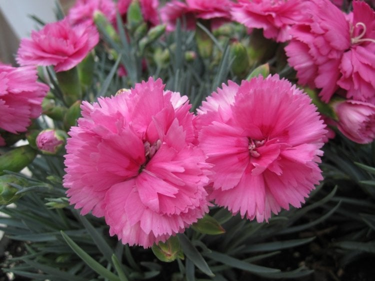 nelken-garten-pflanzen-dianthus-caryophyllus-bueschig-sorte-rosa-farbe-romantisch