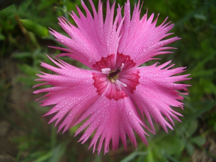nelken-garten-pflanzen-federnelke-dianthus-plumarius-zerfetzt-look-bluete-pink