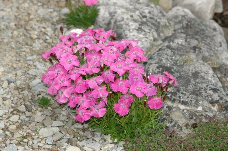 nelken im garten pflanzen dianthus alpinus-steingarten-bodendecker