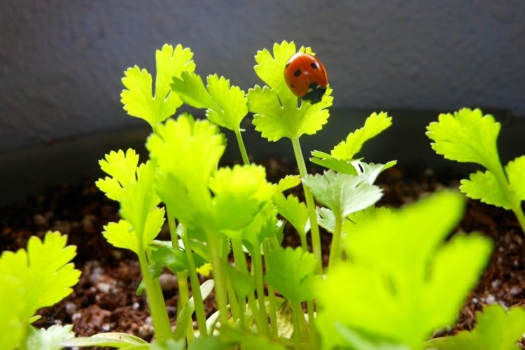 Nützlinge im Garten - 17 Pflanzen, die Marienkäfer anlocken