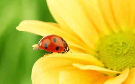 Nützlinge im Garten