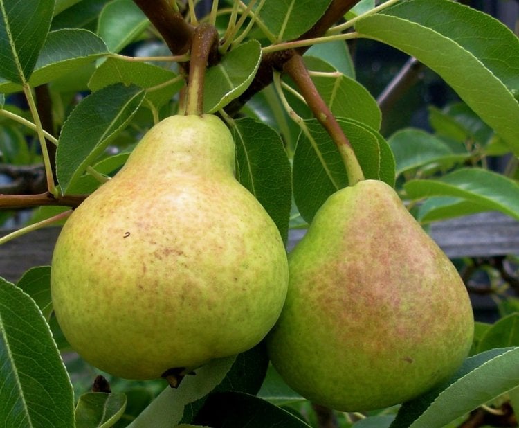 spalierobst-garten-form-birne-frucht-koestlich-obstbaum