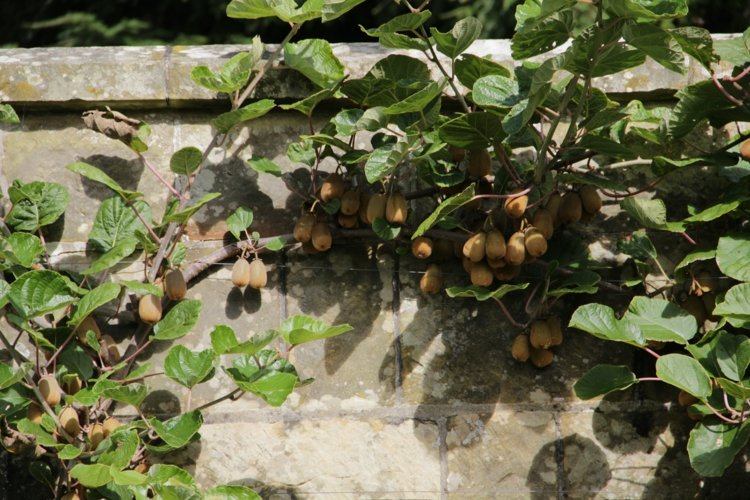 spalierobst-garten-mauer-kiwi-kletterpflanze-exotisch