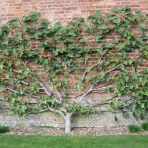 Spalierobst im Garten