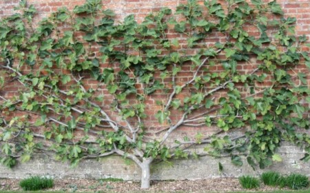 Spalierobst im Garten