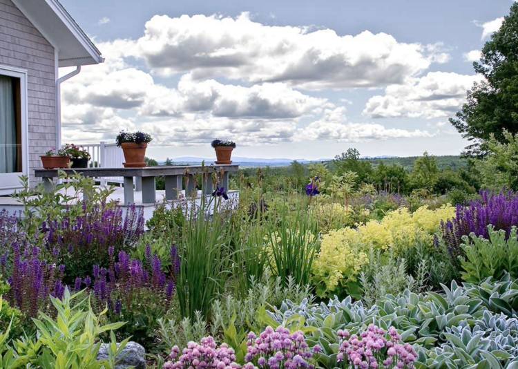 Sträucher für den Garten -sommer-pflegeterrasse-sonnig-standort-pflanzen-lavendel-zierstrauch