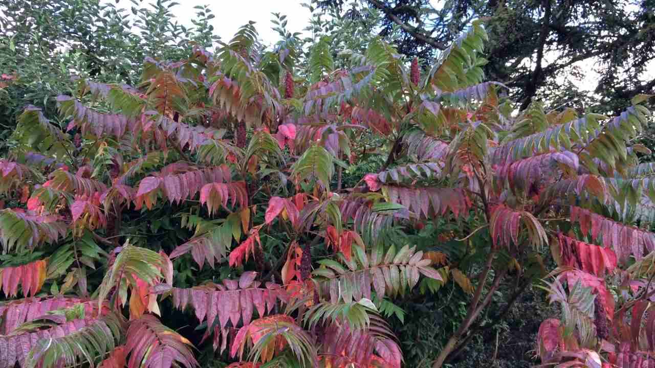 Baum mit roten Blättern im Herbst Essigbaum oder Hirschkolbensumach Rhus typhina