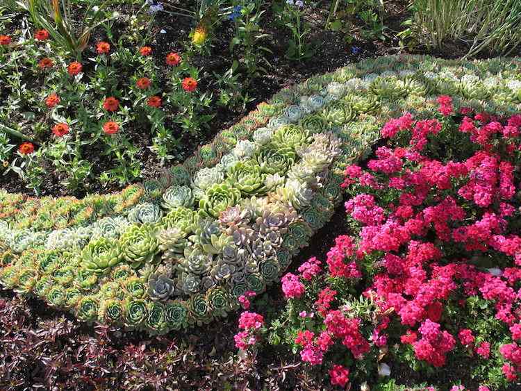 Blumenbeet anlegen -teppichbeet-bodendecker-steingarten-sukkulenten-hauswurz
