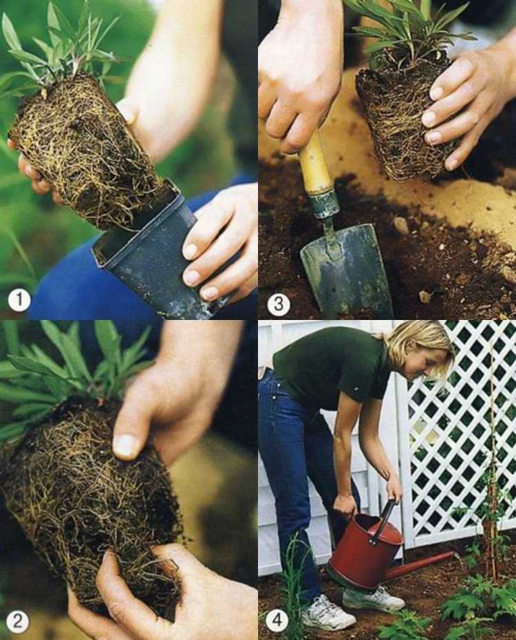 blumenbeet-anlegen-teppichbeet-pflanzen-anbauen-tipps
