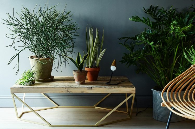 exotische wohnzimmer zimmerpflanzen ideen-tipps-pflege-deko