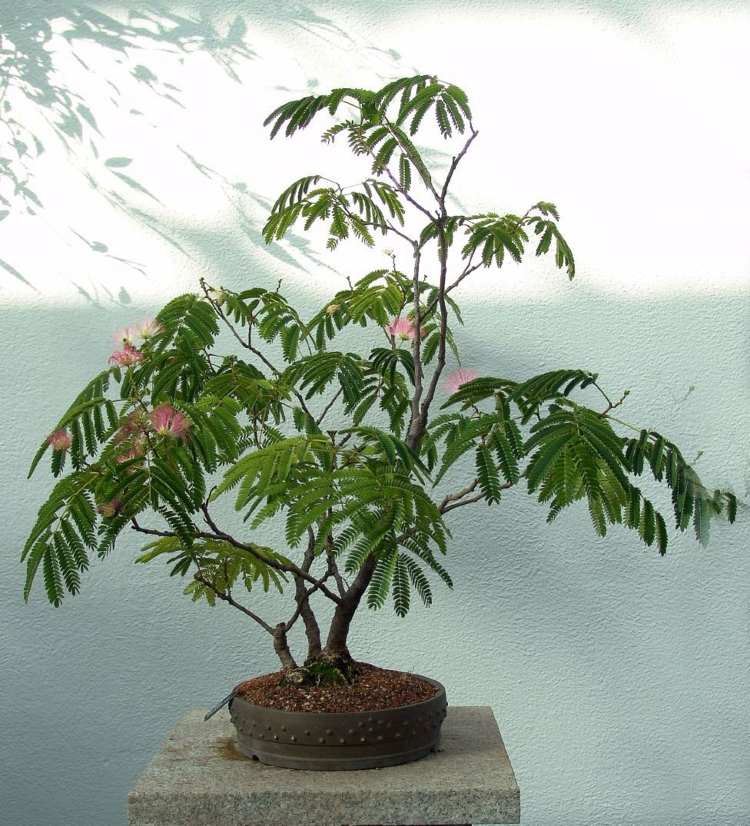 exotische wohnzimmer zimmerpflanzen mimosa-bonsai-rosa-bluehen