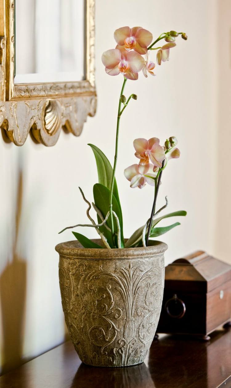 exotische-wohnzimmer-zimmerpflanzen-orchidee-uebertopf-einfach-hybrid