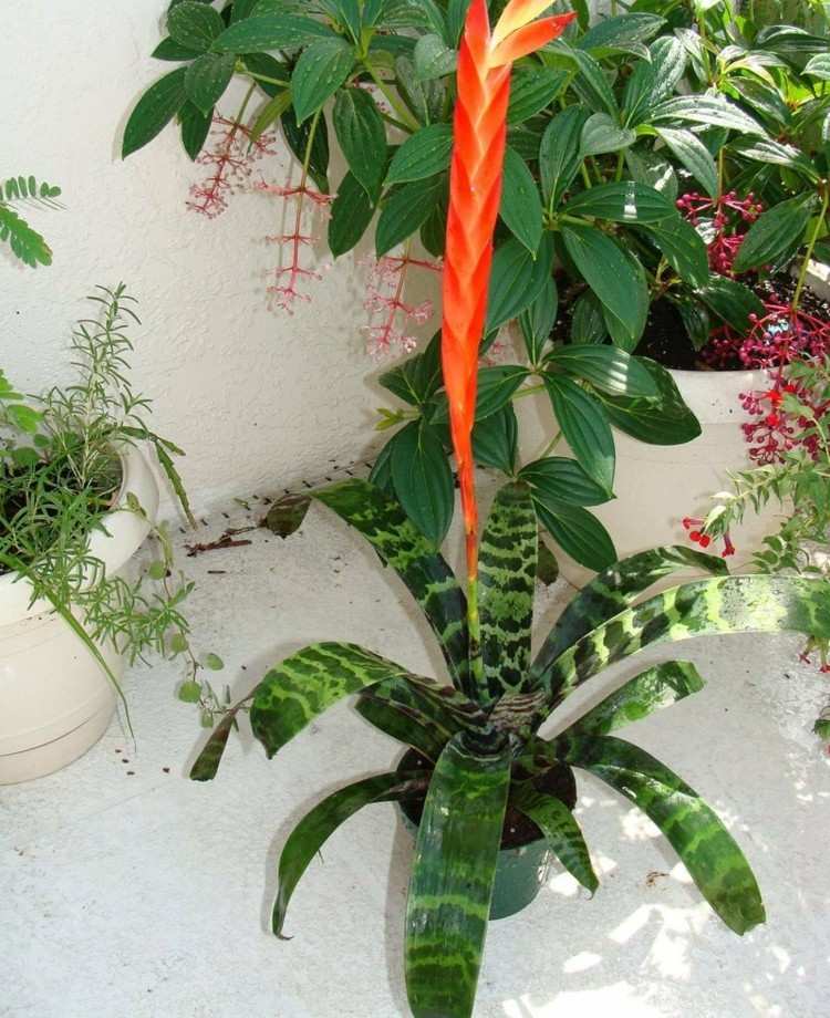 exotische-wohnzimmer-zimmerpflanzen-vriesea-streifen-orange-bluete-huebsch