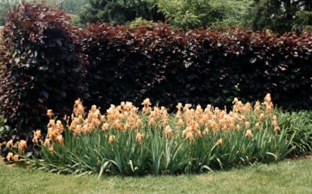 Gartensträucher mit roten Blättern