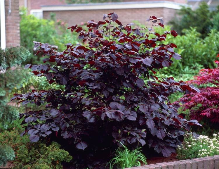 Rotblättrige pflanze - Die besten Rotblättrige pflanze im Vergleich