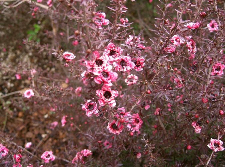 Gartensträucher mit roten Blättern leptospermum-scorparium-suedseemyrte